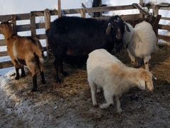 Козел и три козы