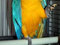 Синежелтый попугай