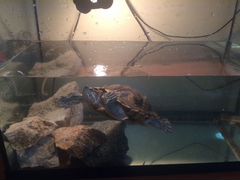 Красноухая морская черепаха