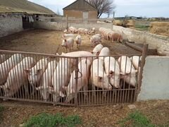 Продаются свиньи на мясо населению
