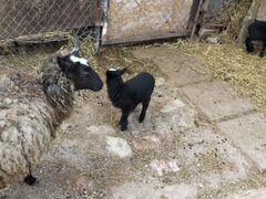 Романовская овца и два ягнёнка