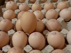 Инкубационные яйца бройлеров
