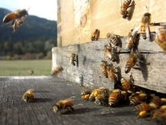 Пчелы с уликами