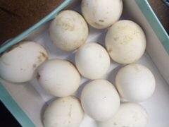 Яйца гусиные линда