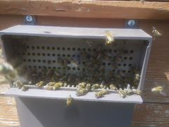 Продаю 10 семей пчел