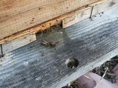Пчелосемья