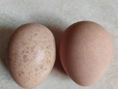 Яйца цесарки на инкубацию