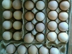 Яйца инкубационные, брама