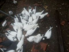 Бакинские голуби (разные)