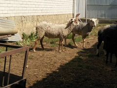 Овцы переярки Романовские