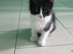 Котенок 1.5 месяца
