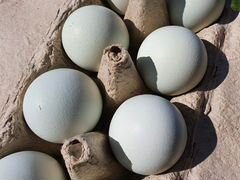 Яйцо инкубационное Амераукана