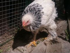 Брама Колумбийская Цыплята