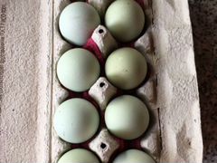 Яйцо инкубационное лакеданзи