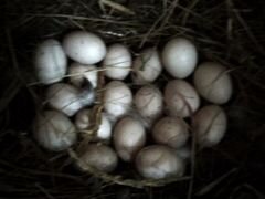 Продаю инкубационные яйца мускусной утки