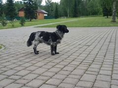 Найдена собака в районе Карлыка