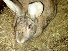 Кролики фландер разновозростные