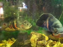 Аквариумные рыбы