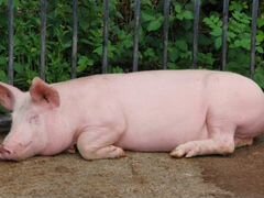 Продам живым весом свиней