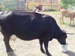 Обменяю корову на кабылу