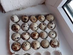 Яйца перепелиные и обмен перепелов