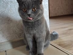Найдена британская серая кошка