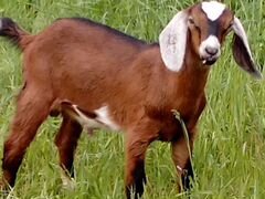 Продам нубийскую козу