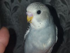 Волнистые попугай
