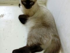 Кошка Сиамская