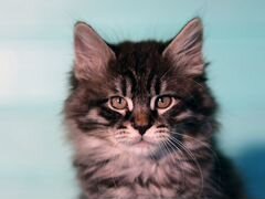 Продажа котят-рысят - котята породы курильский боб
