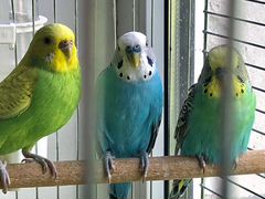 Волнистые попугайчики с домом и кормом