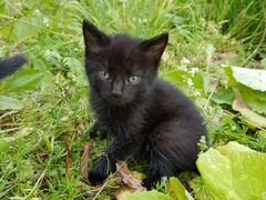 Котёнок чёрная девочка