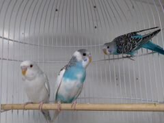 Молодые попугаи