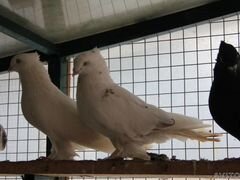 Продаю андижанских голубей