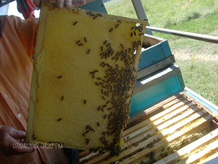 Пчелосемьи Дадан и Рут