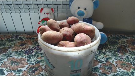 Отборный мытый картофель