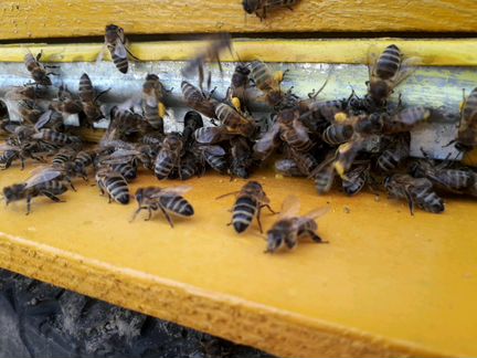 Продам пчел в Луховицах