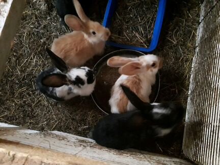 Кролики, молодняк 1,5 месяца