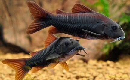Экзотические аквариумные рыбки