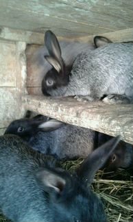 Кролики породы Советское серебро