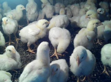 Цыплята-бройлер от 1 дня до 12 мес-дост. по обл