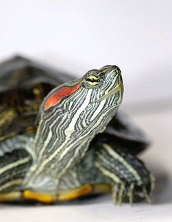 Черепаха красноухая(2) с аквариумом