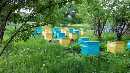 Пчёлы. Мёд