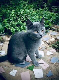 Котёнок русской голубой кошки