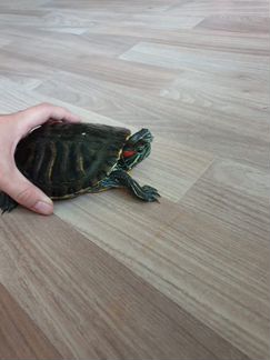Отдам красноухую черепаху в хорошие, заботливые ру