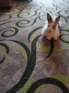 Кролик, порода 