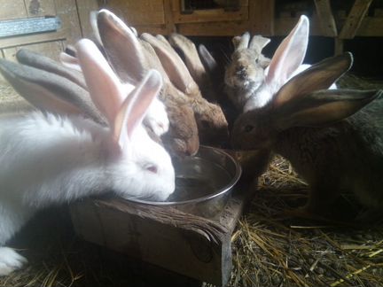 Продам кроликов порода Ризен