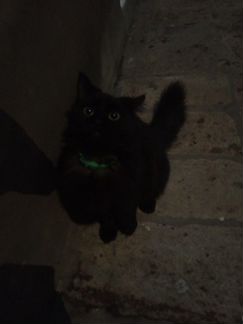 Сибирская кошка,черного цвета, пушистая,один год,о