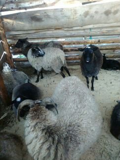 Овцы на продажу молоденьких 8-9 месччных