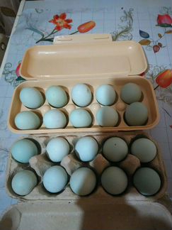 Яйца кур породы легбар